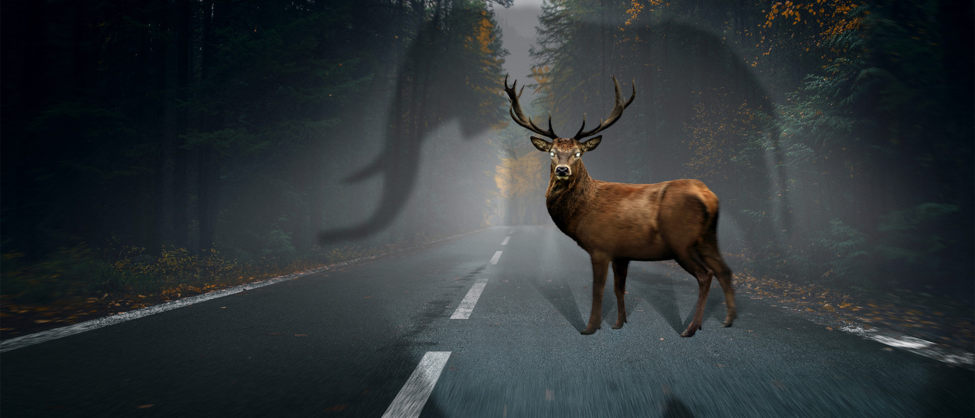 Kampagne zur Verkehrssicherheit „Tiere kennen keine Verkehrsregeln“